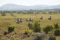 Zebra in Lewa Conservancy, Kenya, Africa