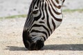 Zebra licking dirt