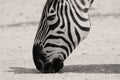 Zebra licking dirt Royalty Free Stock Photo