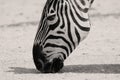 Zebra licking dirt