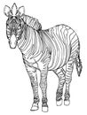 Zebra. Linear black and white vector drawing made by hand.