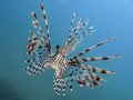 Zebra Lion Fish