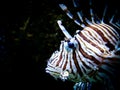 Zebra lion fish in black aquarium background