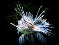 Zebra lion fish in black aquarium background