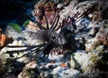 Zebra lion fish among corals at the bottom of the Indian Ocean