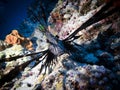 Black Zebra Lion Fish among corals at the bottom of the Indian Ocean Royalty Free Stock Photo