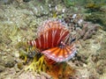 Zebra lionfish Royalty Free Stock Photo