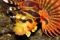 Zebra Lionfish