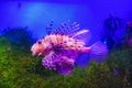 The zebra lionfish or zebra fish in a large aquarium