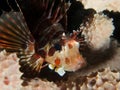 Zebra Lionfish