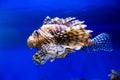 Zebra lionfish, Red lionfish, on a blue background. Marine life, exotic fish