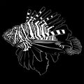Zebra Lionfish Royalty Free Stock Photo