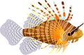 Zebra Lionfish Royalty Free Stock Photo