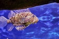 Zebra lionfish or zebra fish or striped lionfish lat. Pterois volitans is a species of ray-finned fish of the scorpion Royalty Free Stock Photo