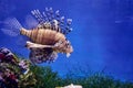 Zebra lionfish or zebra fish or striped lionfish lat. Pterois volitans is a species of ray-finned fish of the scorpion family in Royalty Free Stock Photo