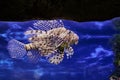 Zebra lionfish or zebra fish or striped lionfish lat. Pterois volitans is a species of ray-finned fish of the scorpion family in Royalty Free Stock Photo