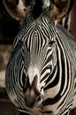 Zebra in Lisbon Zoo