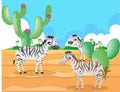 Zebra living in the desert