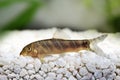 Zebra loach catfish Botia striata