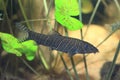 Zebra loach