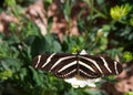 Zebra Long wing butterfly resting on white daisy