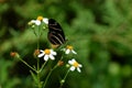 Zebra Longwing