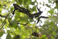 Zebra Longwing Butterflies Settling at their Nocturnal Roost