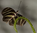 Zebra Longwing Butterfly Royalty Free Stock Photo