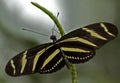 Zebra Longwing Butterfly Royalty Free Stock Photo