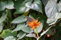 A Zebra Longwing butterfly on a blooming Mexican Flame Vine with a slightly blurred background Royalty Free Stock Photo