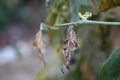 Zebra Longwing Butterfly Chrysalis Hanging From a Corky Stem Passion Flower Stem Royalty Free Stock Photo