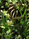 Zebra Longwing Butterfly Collecting Nectar Side View Royalty Free Stock Photo