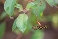 Zebra Longwing Butterfly feeding from flowers Royalty Free Stock Photo