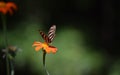 Zebra Longwing Butterfly Royalty Free Stock Photo