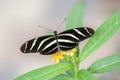 Zebra longwing butterfly heliconius charithonia on a beautiful yellow flower in a summer garden. In the amazone rainforest