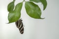 Zebra longwing butterfly heliconius charithonia hanging upside down on a leaf ficus in a summer garden.