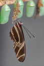 Zebra longwing butterfly, Heliconius charithonia