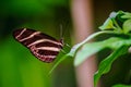 Zebra longwing butterfly Heliconius charithonia Royalty Free Stock Photo