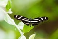 Zebra Longwing Butterfly Royalty Free Stock Photo
