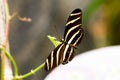 Zebra Longwing Butterfly Royalty Free Stock Photo