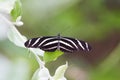 Zebra Longwing Butterfly Royalty Free Stock Photo