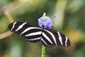 Zebra longwing butterfly Royalty Free Stock Photo