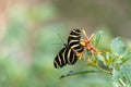 Zebra longwing butterfly, Heliconius charitonius, in a botanical garden