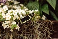 Zebra longwing butterfly, Heliconius charitonius