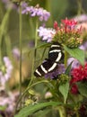 Zebra longwing butterfly, Heliconius charitonius