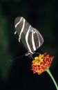 Zebra Longwing Butterfly, heliconius charitonius Gathering Nectar on Flower