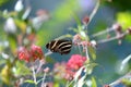Zebra Longwing Butterfly Royalty Free Stock Photo
