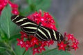 Zebra Longwing Butterfly on a Red Flower Royalty Free Stock Photo