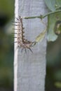 Zebra Longwing Caterpillar Ready to Pupate Hanging from a Stem