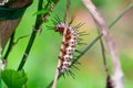 Zebra longwing caterpillar Heliconius charithonia closeup on branch - Davie, Florida, USA